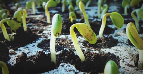 Step by step guide to germinating seeds in winter. 1- First 24 hours: You can let the seeds rest in a glass of water. Make sure the ambient temperature of the place does not drop below 15ºC or 59ºF. 2- Second, take the seeds and put them on a damp napkin in an airtight plastic container that you can put on top of a heat source such as a ...